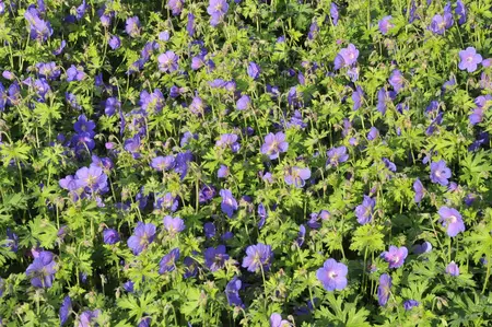 Geranium himalayense 'Gravetye' - P9 - image 1