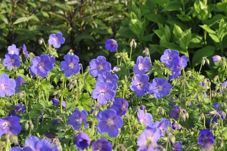 Geranium himalayense 'Gravetye' - P9 - image 2