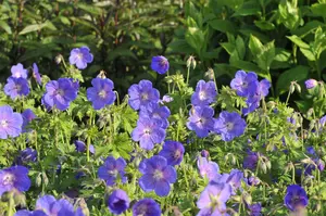 Geranium himalayense 'Gravetye' - P9 - image 2
