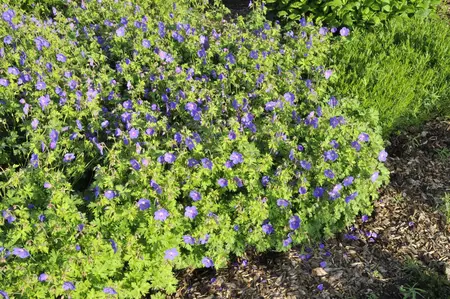 Geranium himalayense 'Gravetye' - P9 - image 3