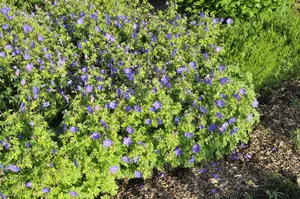 Geranium himalayense 'Gravetye' - P9 - image 3