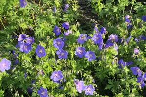 Geranium himalayense 'Gravetye' - P9 - image 4