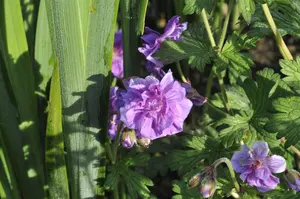 Geranium himalayense 'Plenum' - P9 - image 2