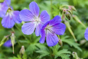 Geranium ibericum 'Turco'