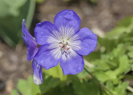 Geranium 'Lilac Ice' - P9