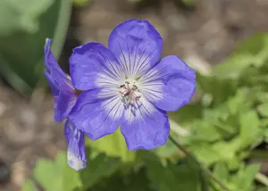 Geranium 'Lilac Ice'