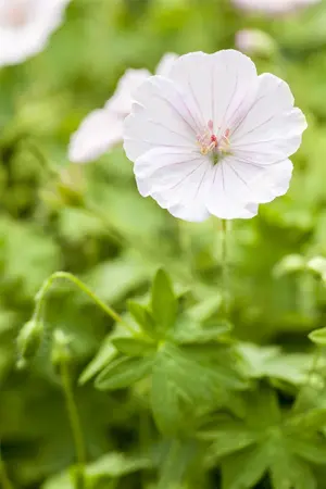 Geranium 'Limburgs Bronze Green' - 1.5 Ltr pot - image 3