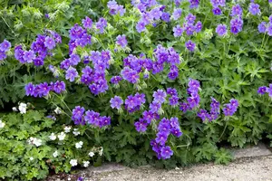 Geranium 'Limburgs Bronze Green'