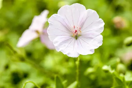 Geranium 'Limburgs Bronze Green' - 1.5 Ltr pot - image 5