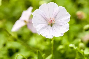 Geranium 'Limburgs Bronze Green' - 1.5 Ltr pot - image 5