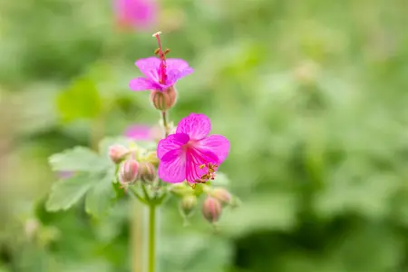 Geranium mac. 'Olympic Fire' - P11 - image 3