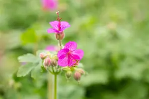 Geranium mac. 'Olympic Fire' - P11 - image 3