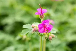 Geranium mac. 'Olympic Fire' - P11 - image 5