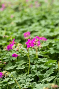 Geranium macr. 'Czakor' - P9 - image 2
