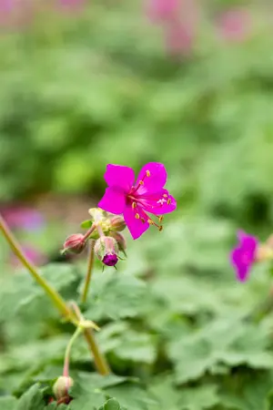 Geranium macr. 'Czakor' - P9 - image 4