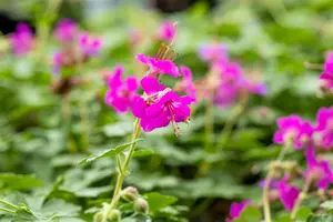 Geranium macr. 'Czakor' - P9 - image 3