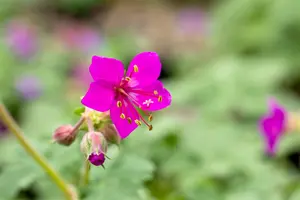 Geranium macr. 'Czakor' - P9 - image 4