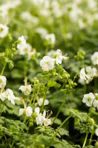 Geranium macr. 'Geranimo White' - 2 Ltr pot - image 3