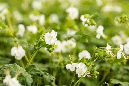 Geranium macr. 'Geranimo White' - P9 - image 1