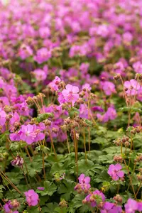 Geranium macr. 'Ingwersen's Var.' - 1.5 Ltr pot