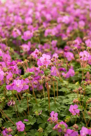 Geranium macr. 'Ingwersen's Var.' - P9
