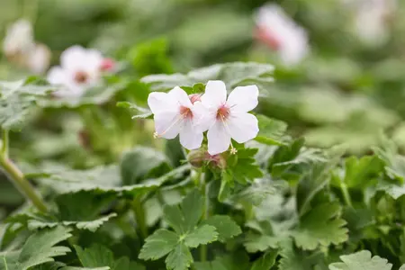 Geranium macr. 'Spessart' - 2 Ltr pot - image 2