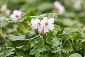 Geranium macr. 'Spessart' - 2 Ltr pot - image 2