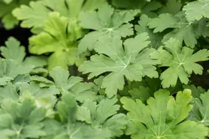 Geranium macr. 'Spessart' - 2 Ltr pot - image 3