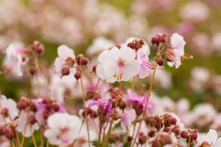 Geranium macr. 'Spessart' - 2 Ltr pot - image 4