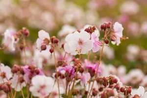 Geranium macr. 'Spessart' - 2 Ltr pot - image 4
