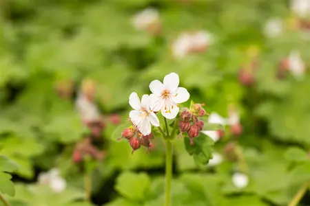 Geranium macr. 'Spessart' - 2 Ltr pot - image 5