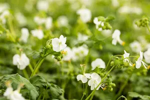 Geranium macr. 'White Ness'