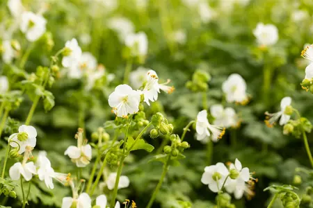 Geranium macr. 'White Ness' - P9 - image 2