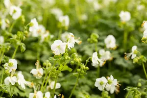 Geranium macr. 'White Ness' - P9 - image 2