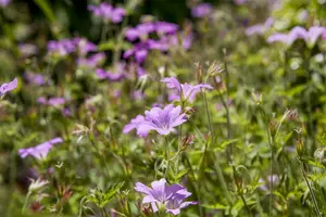 Geranium macrorrhizum