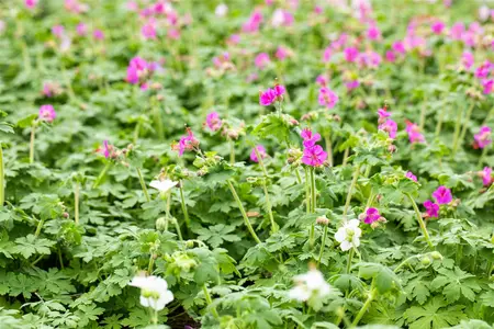 Geranium macrorrhizum - 2 Ltr pot - image 2