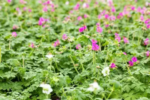 Geranium macrorrhizum - 2 Ltr pot - image 2
