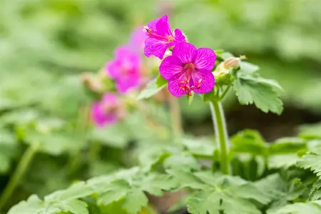 Geranium macrorrhizum - 2 Ltr pot - image 4