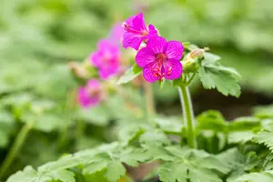 Geranium macrorrhizum - 2 Ltr pot - image 4