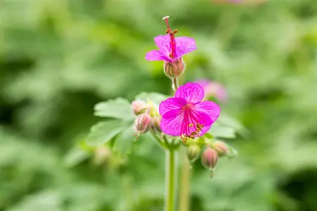 Geranium macrorrhizum - 2 Ltr pot - image 5