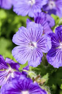 Geranium magn. 'Rosemoor'