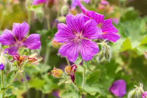 Geranium magn. 'Rosemoor' - 2 Ltr pot - image 2