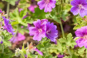 Geranium magn. 'Rosemoor' - 2 Ltr pot - image 3
