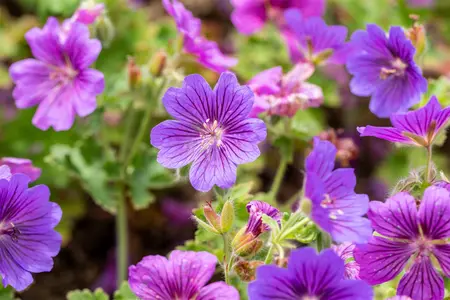 Geranium magn. 'Rosemoor' - 2 Ltr pot - image 4