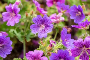 Geranium magn. 'Rosemoor' - P9 - image 4