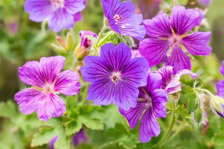 Geranium magn. 'Rosemoor' - 2 Ltr pot - image 5