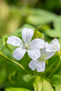 Geranium nod. 'Silverwood' - P9 - image 2
