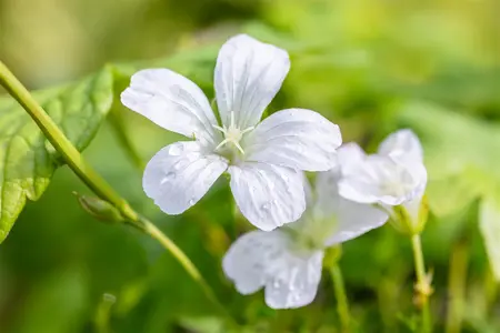 Geranium nod. 'Silverwood' - P9 - image 1