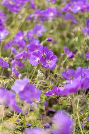 Geranium 'Orion' - P9 - image 3