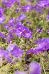 Geranium 'Orion' - P9 - image 3